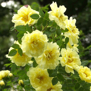 Old rose, Hybrid Foetida, Hybrid Spinosissima, Shrub - Ruža - Rosa Harisonii - 